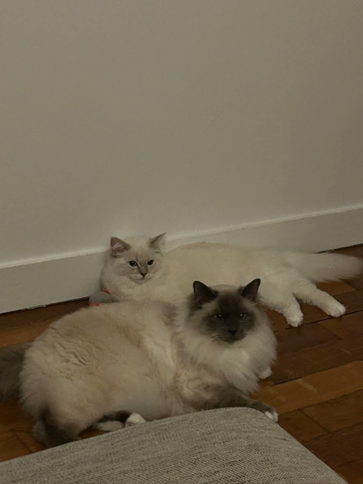 Chaton Ragdoll