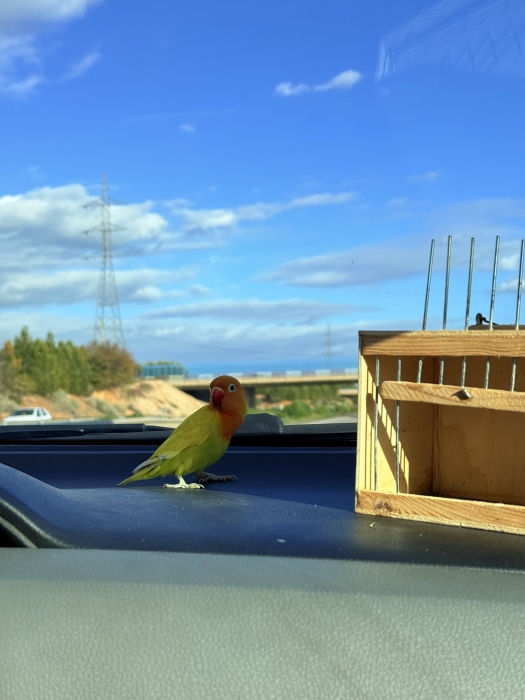 Inseparable dressé avec cage