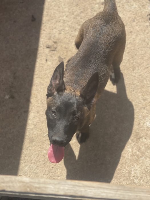 Femelle malinois