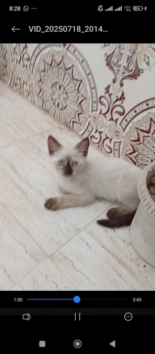 Himalayen