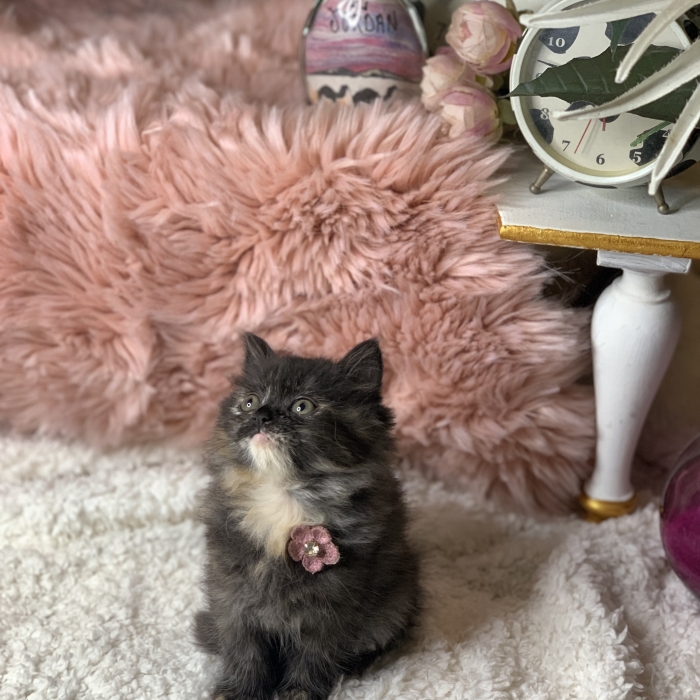 Chat British longhair