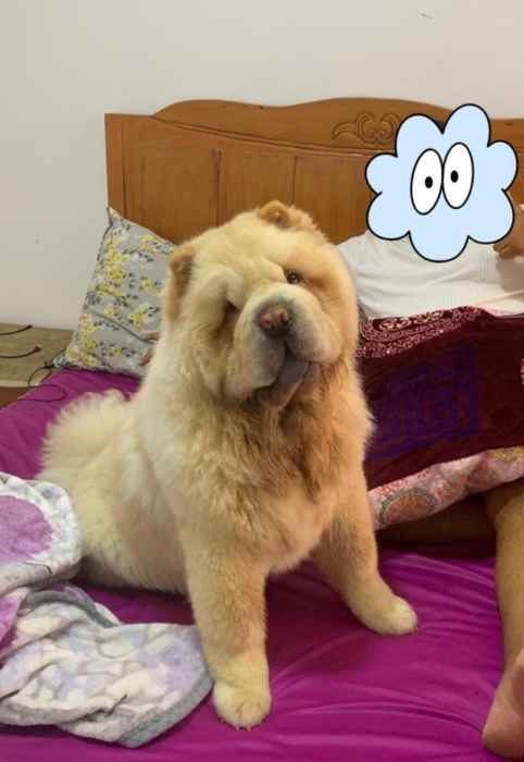 Male chowchow 11 mois