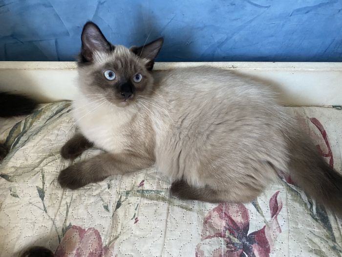 Chatons balinais