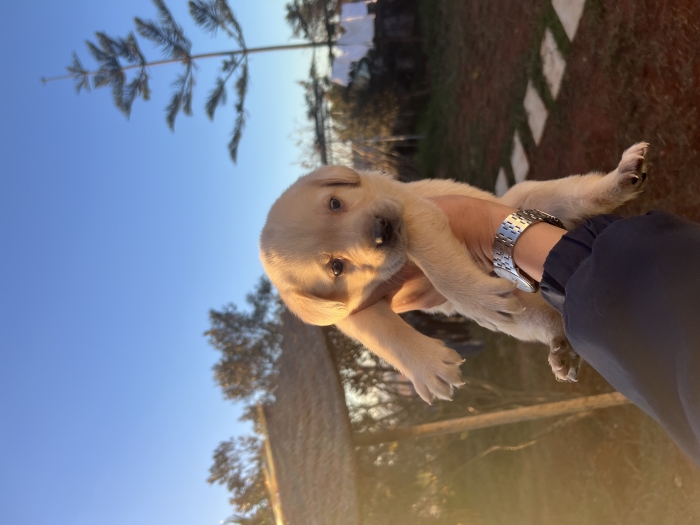 Labrador