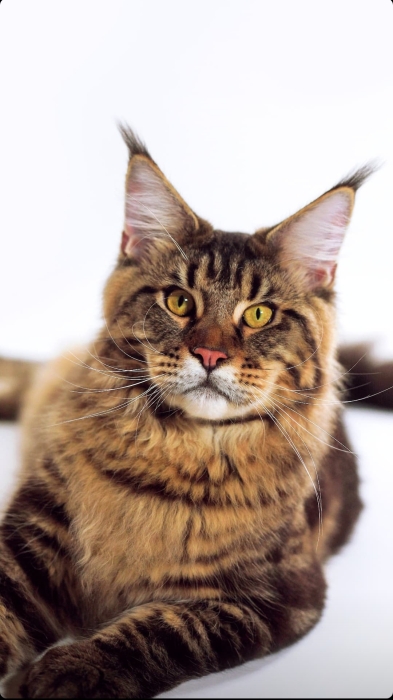 Maine Coon XXL