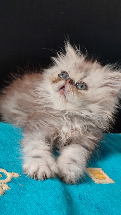 Chat persan
