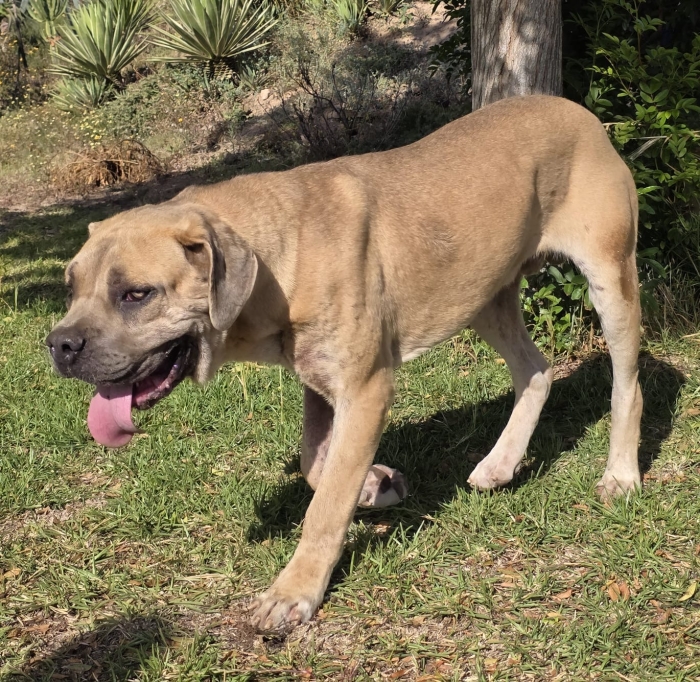 Cane Corso fauve male 1 an