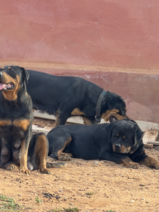 Rottweiler puppy’s