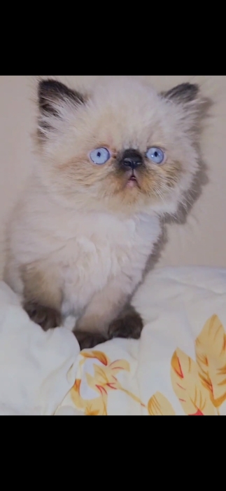 Chaton persan mâle à vendre