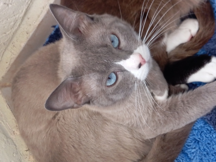 4 chats gratuit