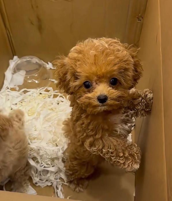 Poodle