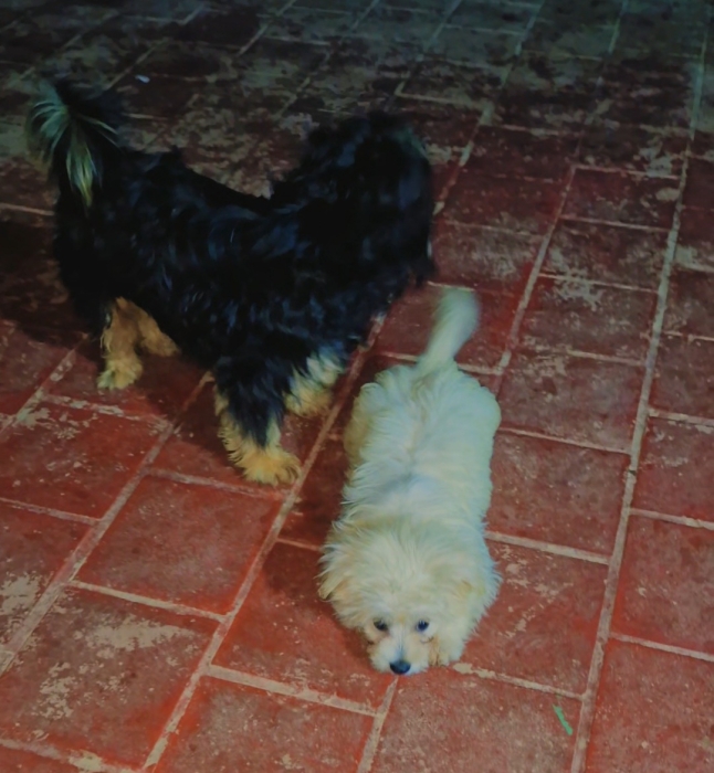 Bichon havanais