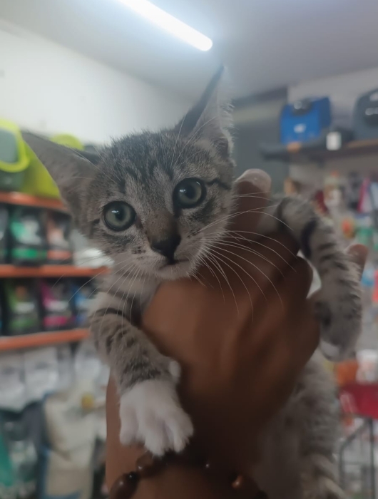 Chat en adoption