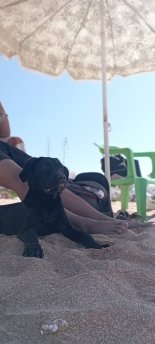 Labrador
