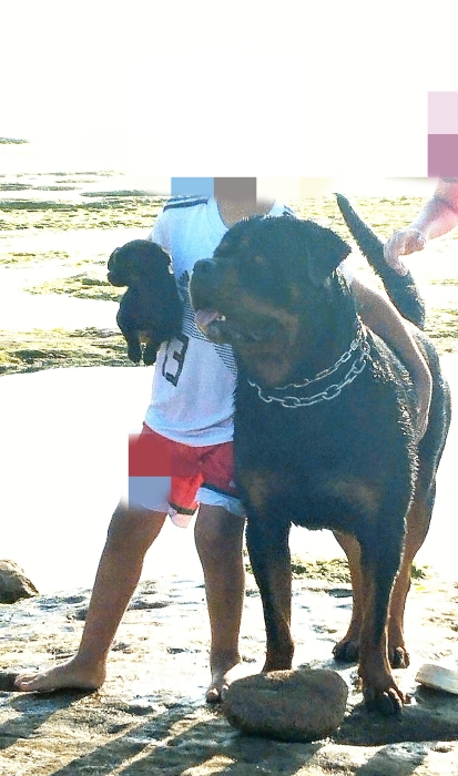 Rottweiler