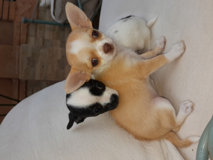 Chihuahua