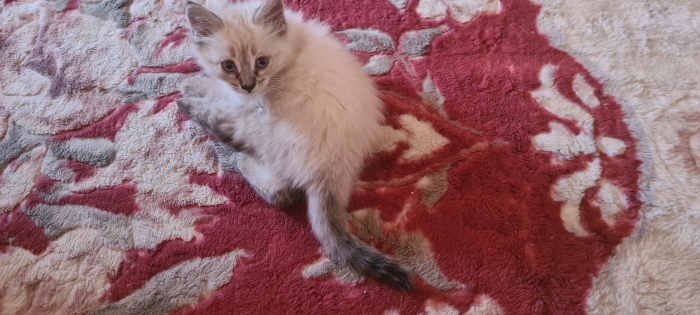 Chat siamois