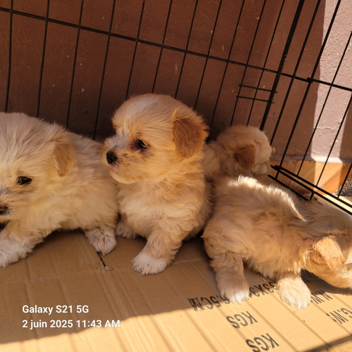 Bichon havanais