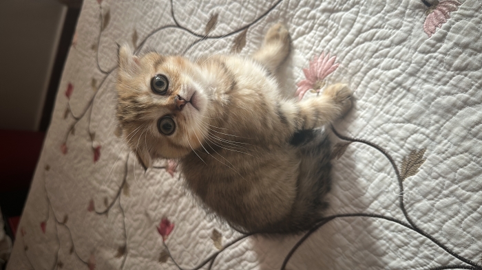 Scottish fold