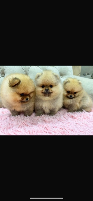 spitz nain loulou de pomeranie