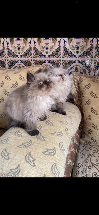 Chaton persan