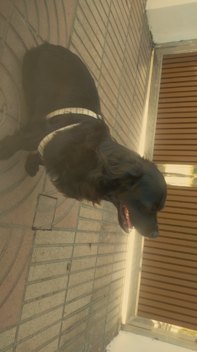 Dachushund