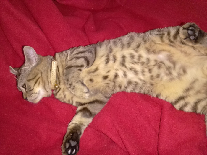 Bengal