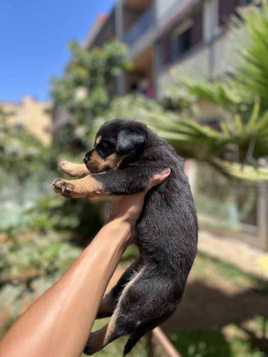 Femelle rottweiler