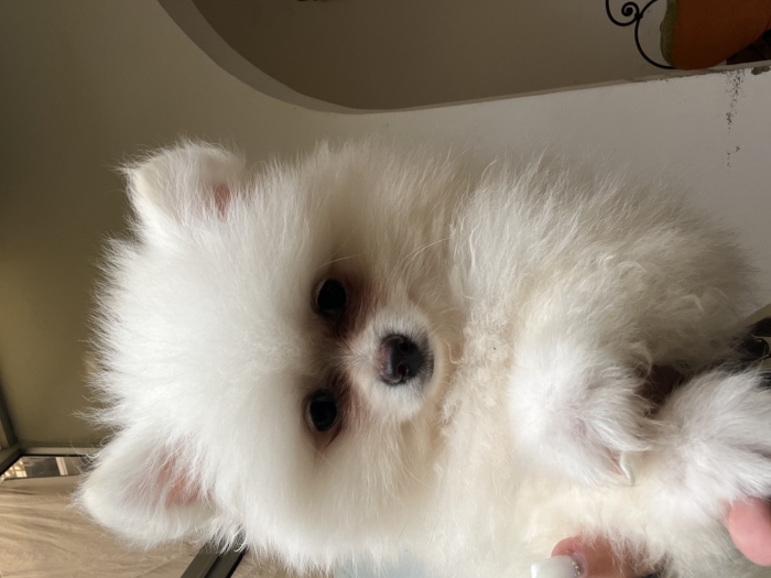 Spitz nain Pomeranian couleur blanc crème