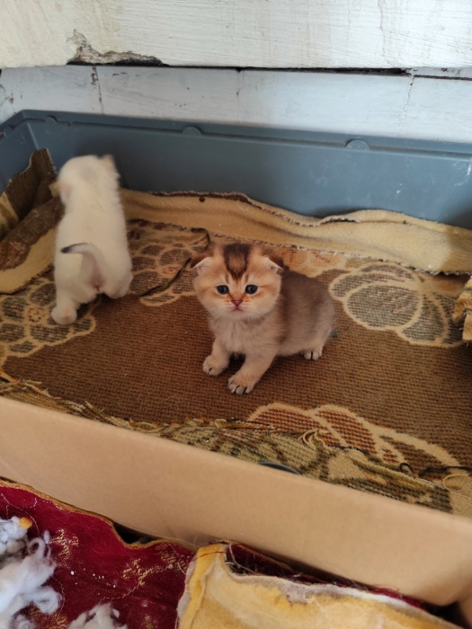Male scottish fold et femmelle scotish straight