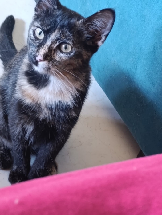 Chats a adopter