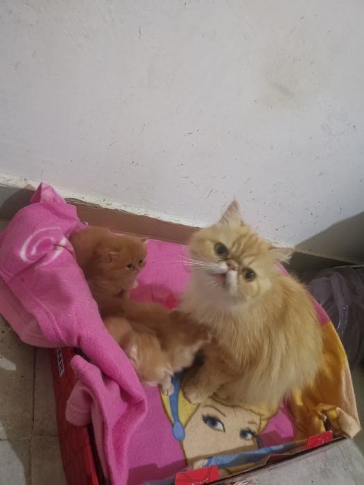 Chaton persan