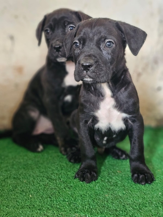 Canecorso