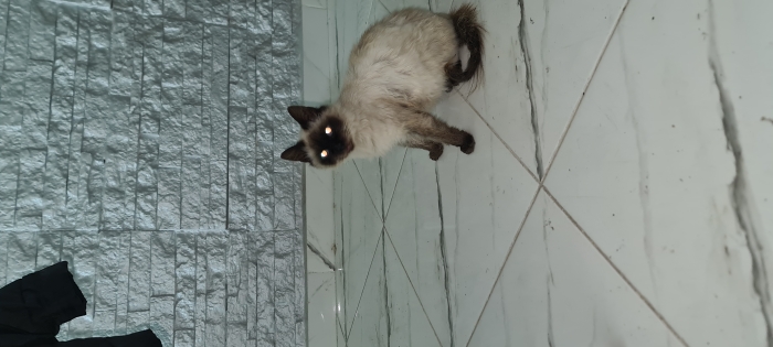 Don chatte siamois