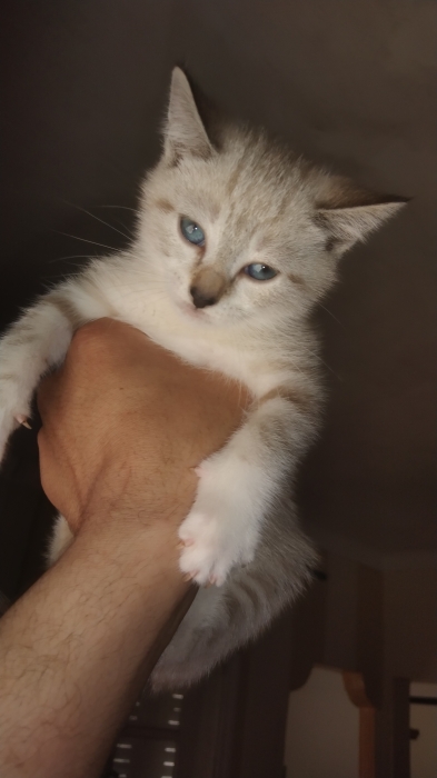Siamo tiger