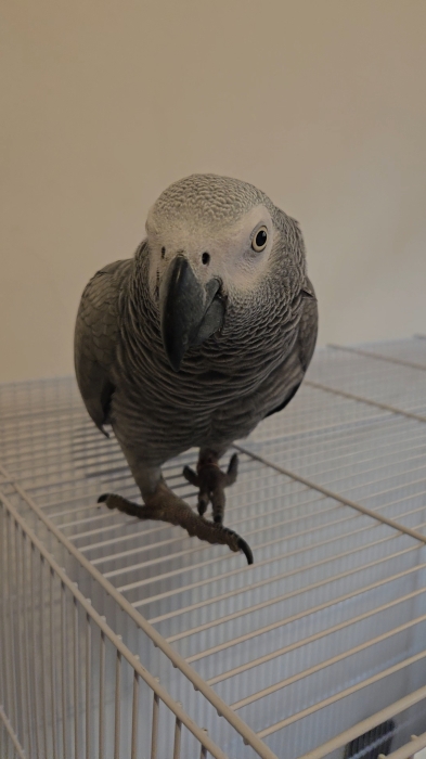 Perroquet gris de gabon élevage