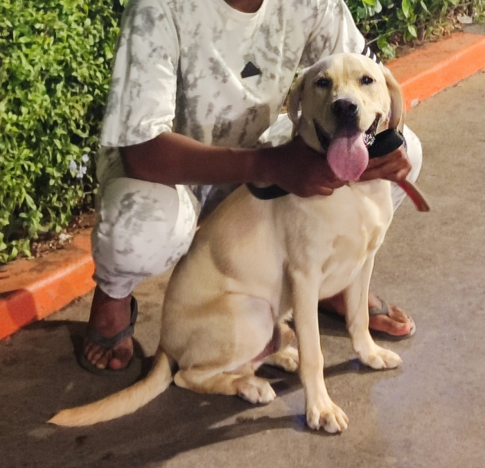 Labrador