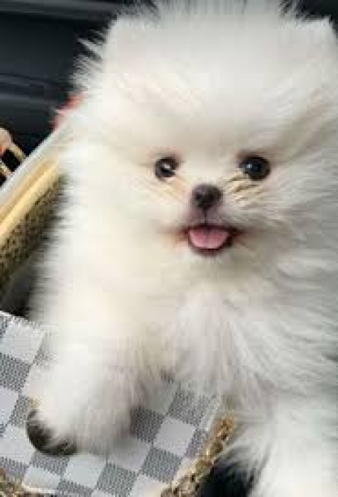 Spitz pomeraniane