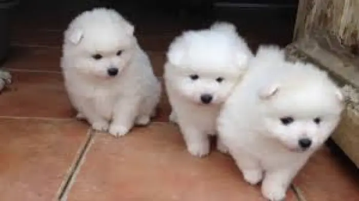 Spitz nain a vendre