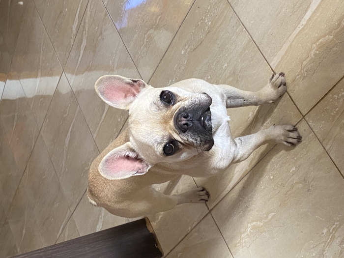 Bulldog français