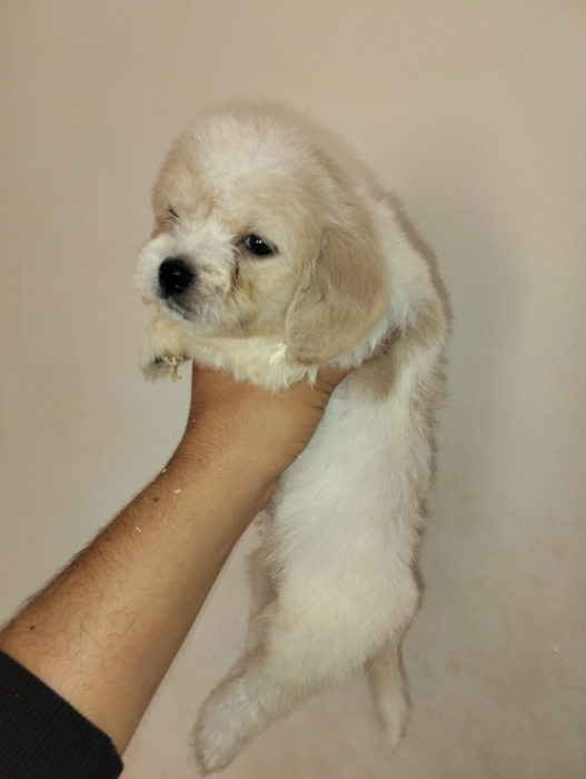Bichon havanais