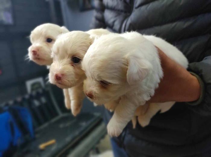 Bichon Maltais 💥