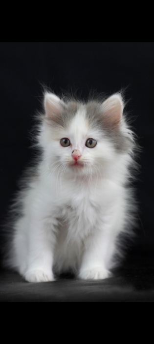 Chat sibérien