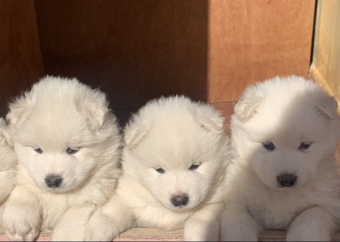 Chiots samoyede