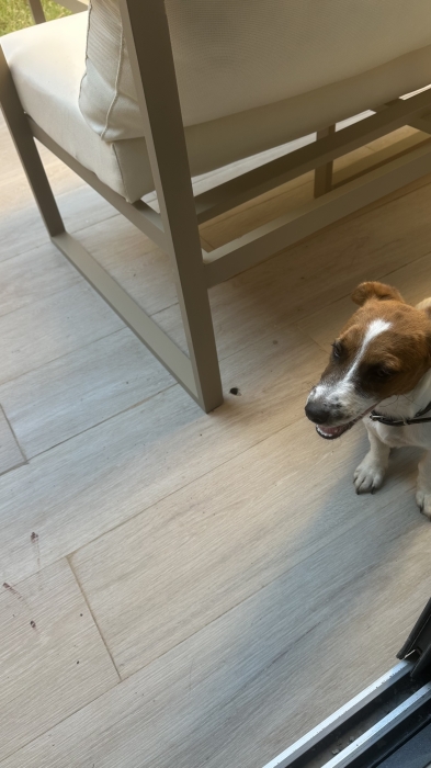 Chien jack russell