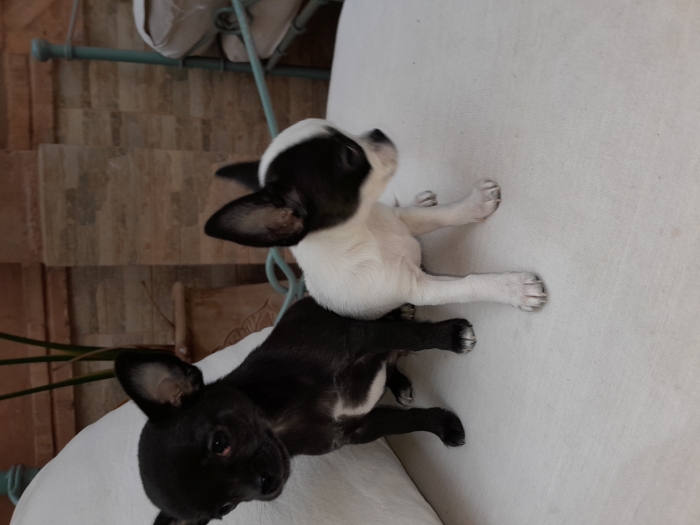 Chihuahua
