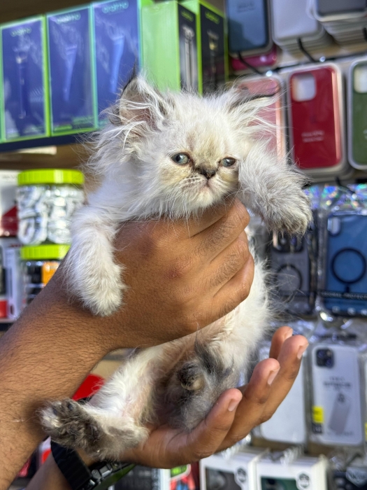 Des chatons persan