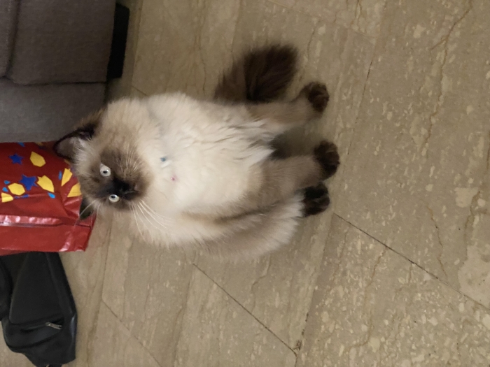 Himalayen