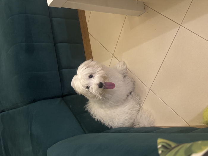 Bichon maltais
