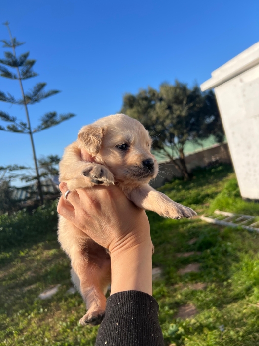 Golden retriever